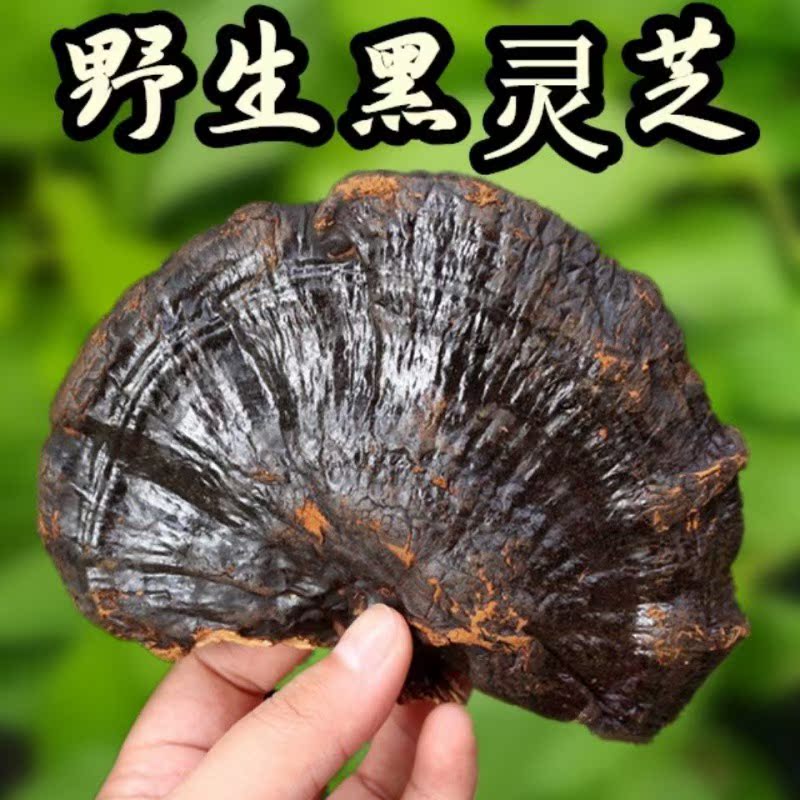 云南黑灵芝灵芝片非仿半野生黑灵芝泡茶泡酒料煲汤食药用菌
