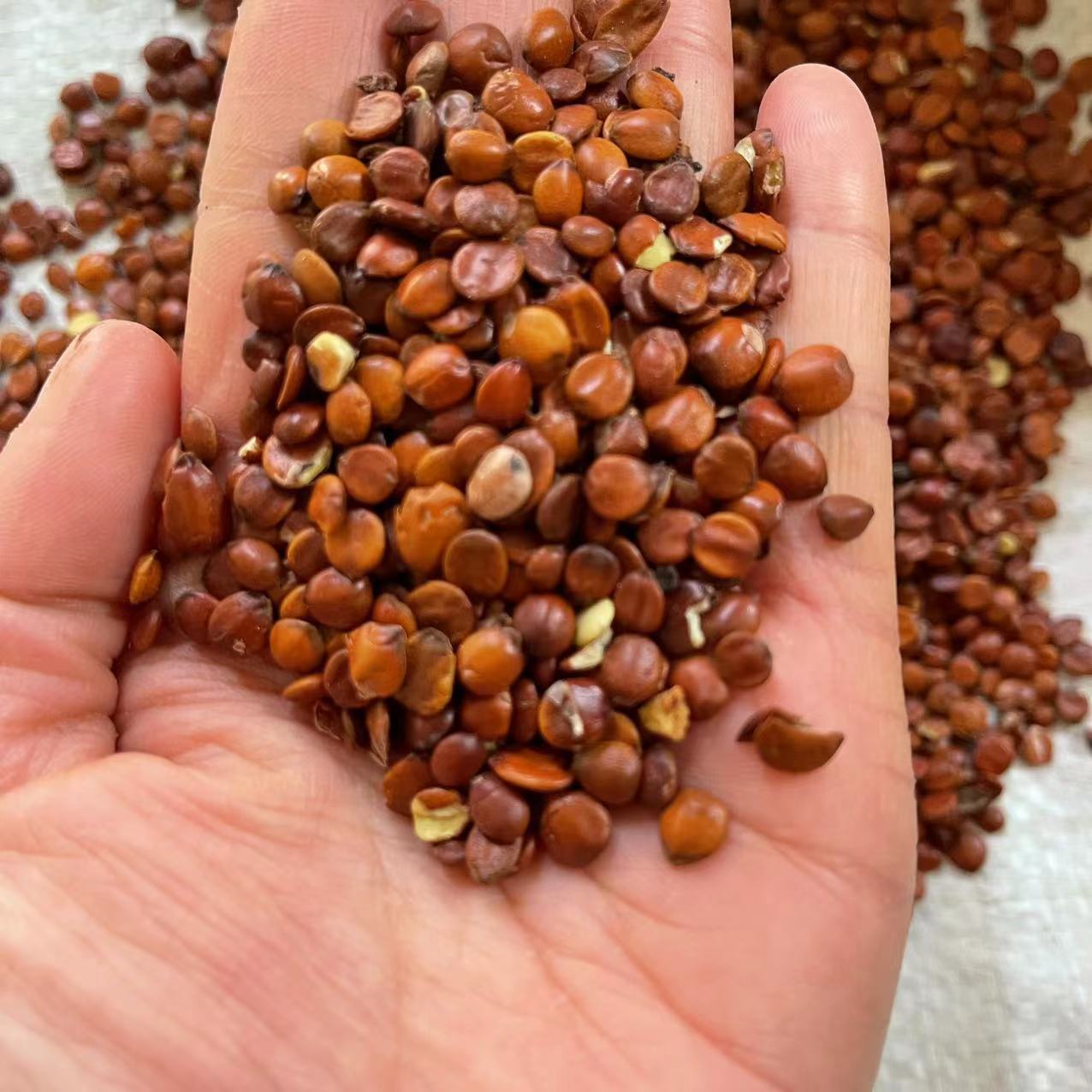 酸枣仁 枣仁生酸枣仁 炒酸枣仁 实物拍摄一手货源枣仁