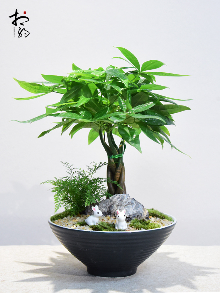 发财树盆栽植物室内办公书房茶几招财树盆景编织造型绿植四季常青
