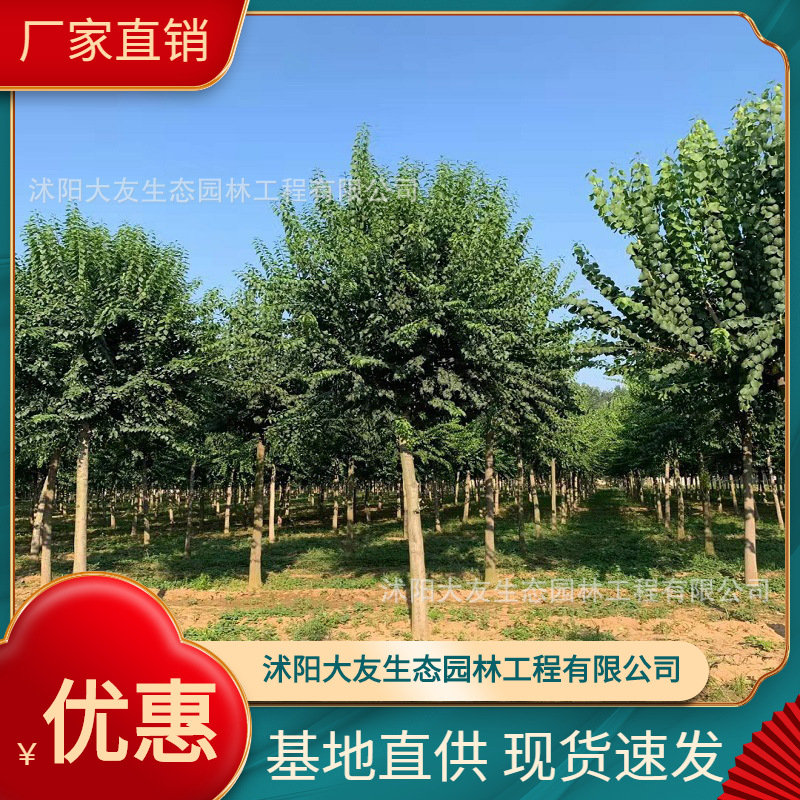 基地批发 自产自销丝棉木树苗 景区造景道路园林工程绿化苗