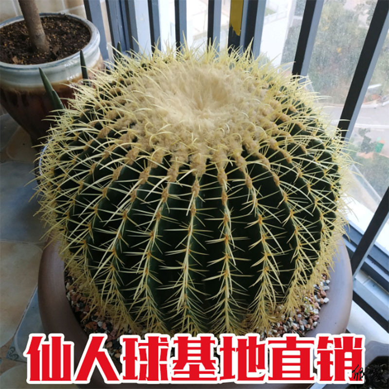 金虎仙人球大花盆送礼桌面大金琥多肉植物仙人掌电脑花卉盆栽绿植