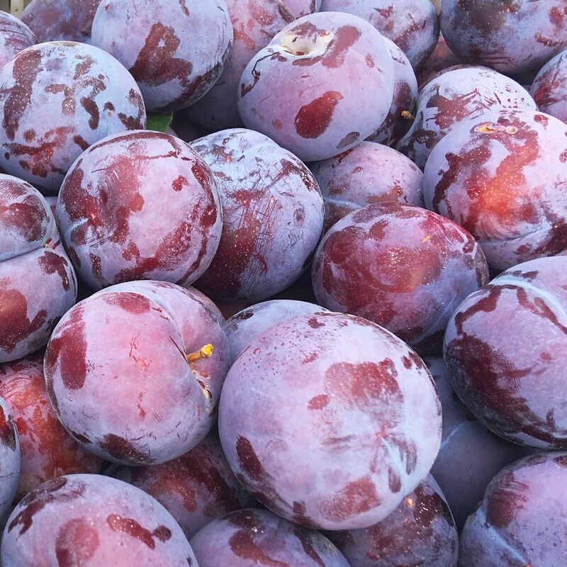 新鲜黑布林李子水果批发包邮当季现摘孕妇水果黑布朗红布林甜李子