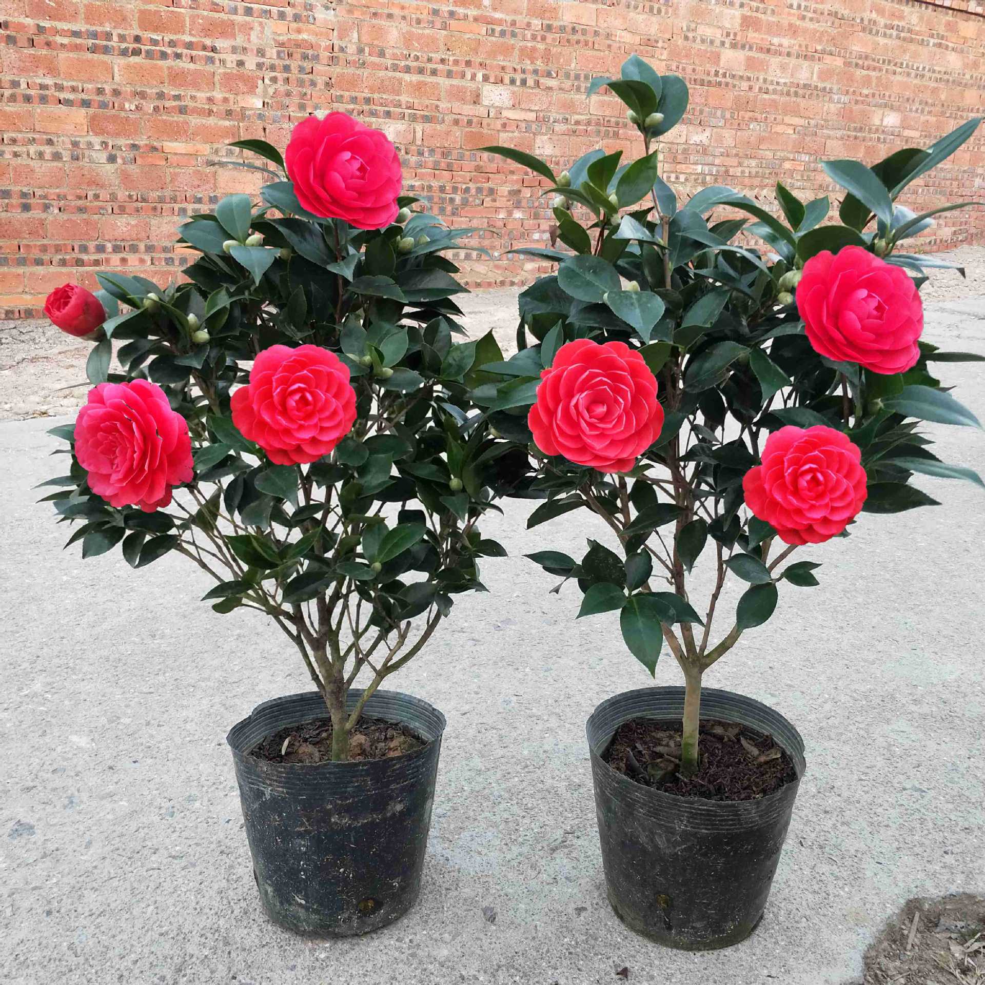 大红色茶花赤丹盆栽又名六角大红带花苞红喜庆红年宵茶花