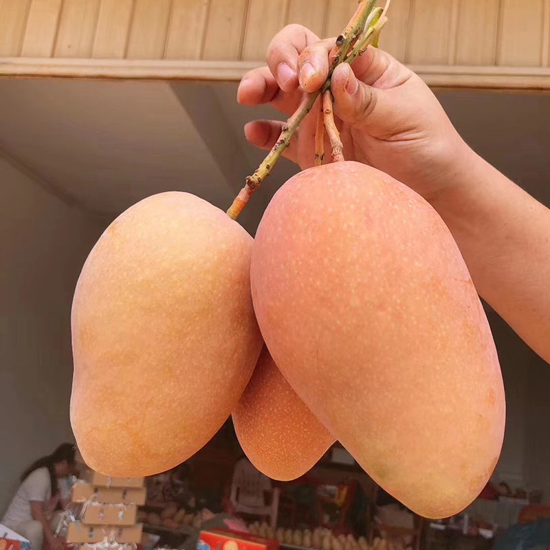 芒果批发顺丰海南玉文芒三亚红玉芒当季新鲜水果红芒爱文大510斤