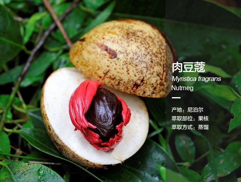 阿甘树肉豆蔻精油myristica fragrans