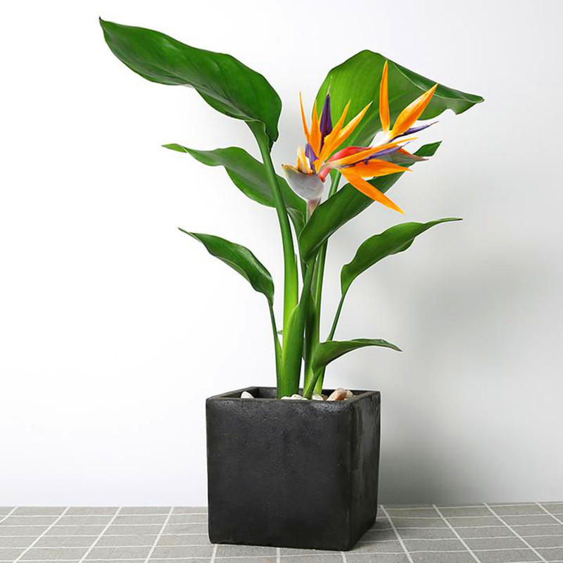 天堂鸟盆栽鹤望兰绿植室内大型植物花卉北欧风格植物四季常青真花