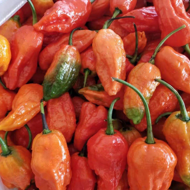 正宗印度魔鬼辣椒