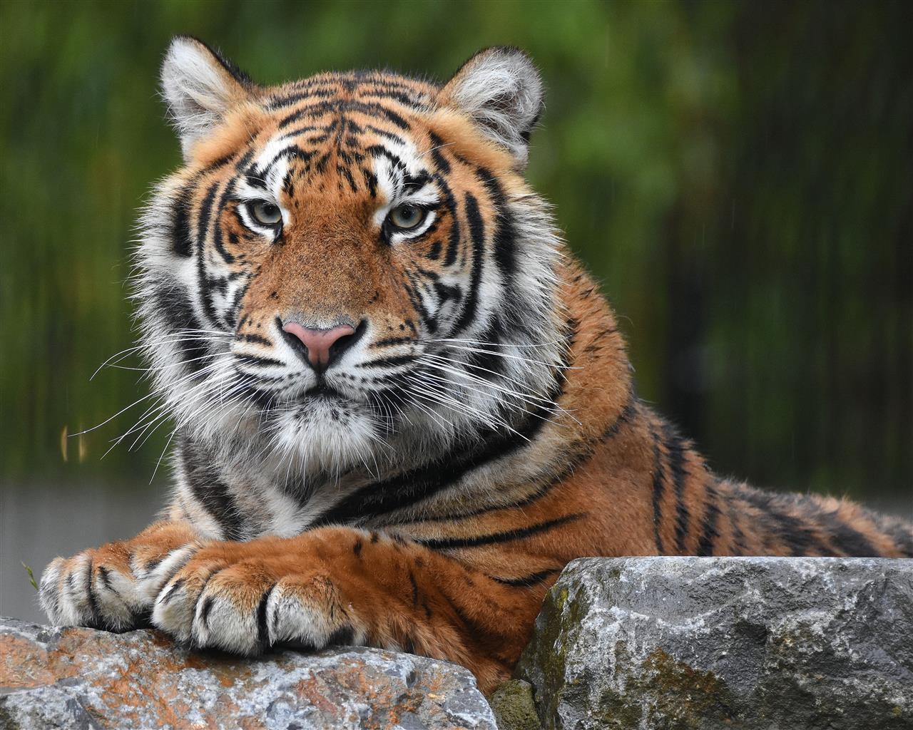 老虎趴在石头上十字绣