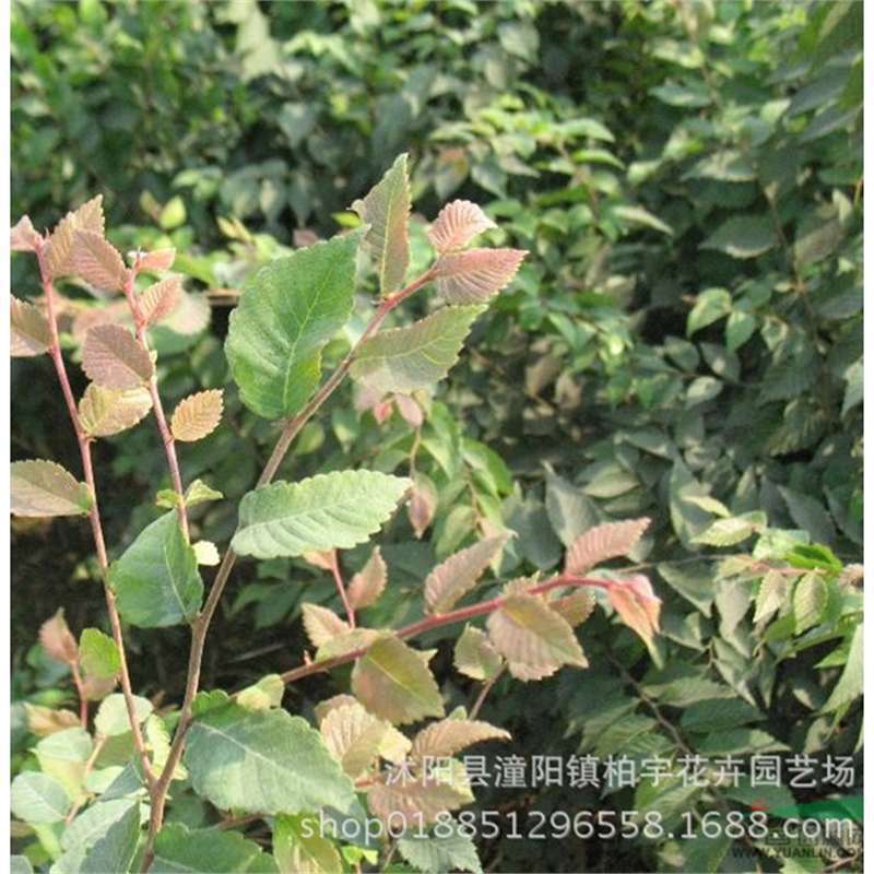 绿化苗木正宗红榉树苗榉树小苗血举树苗庭院绿化树苗风景树榉树苗