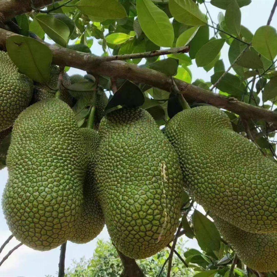 海南榴莲蜜应当季新鲜热带水果软糯香甜手撕湿苞尖蜜拉一整个包邮