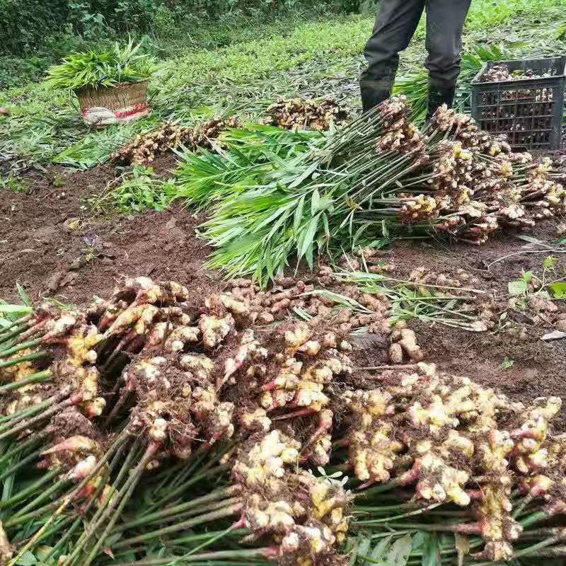 云南新鲜小黄姜9斤 生姜罗平蔬菜现挖沙姜嫩姜老姜土姜月子姜