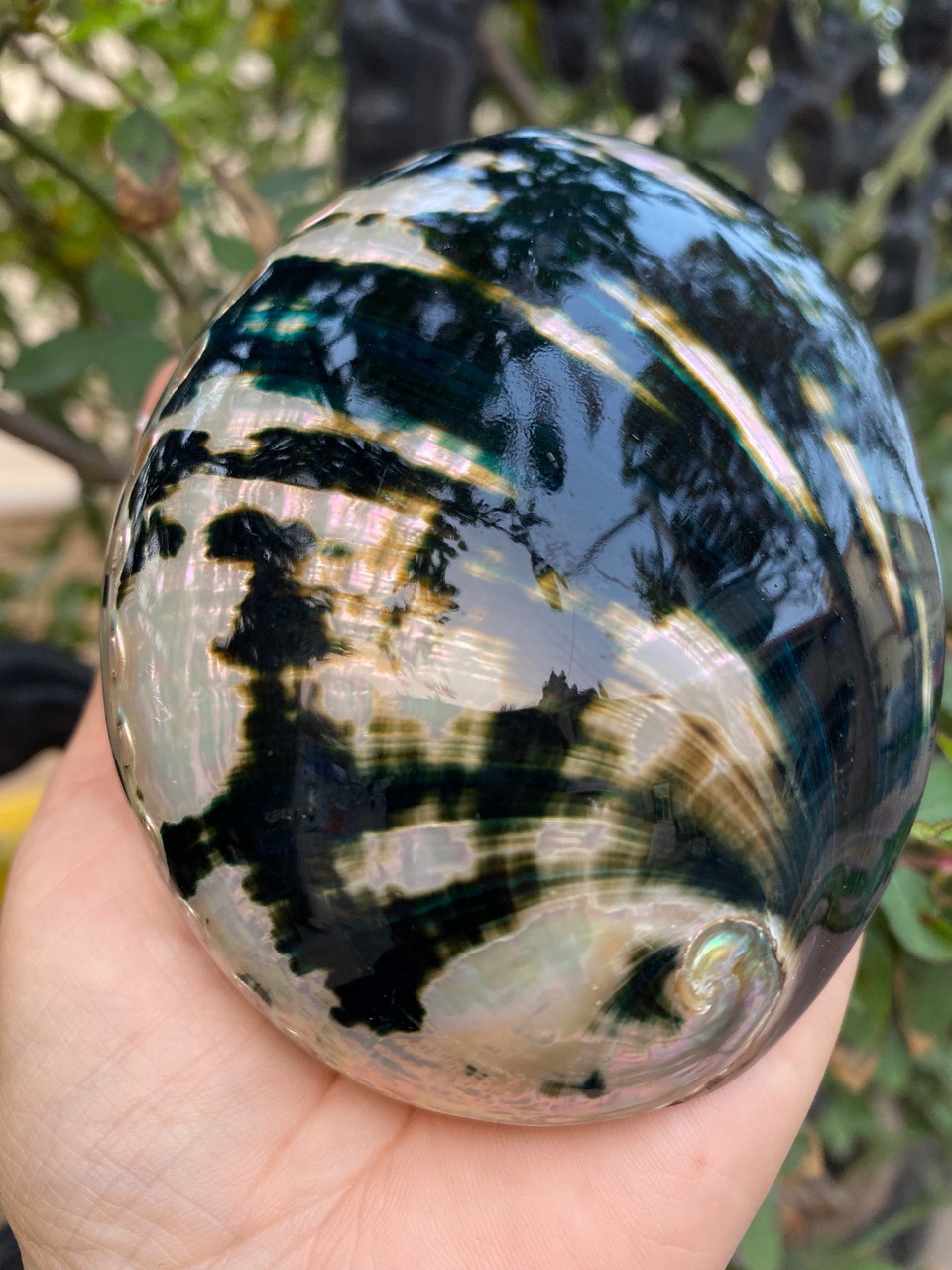 10-11厘米炫彩光泽黑金鲍 黑鲍鱼壳 天然贝壳海螺 鼠尾草燃烧壳