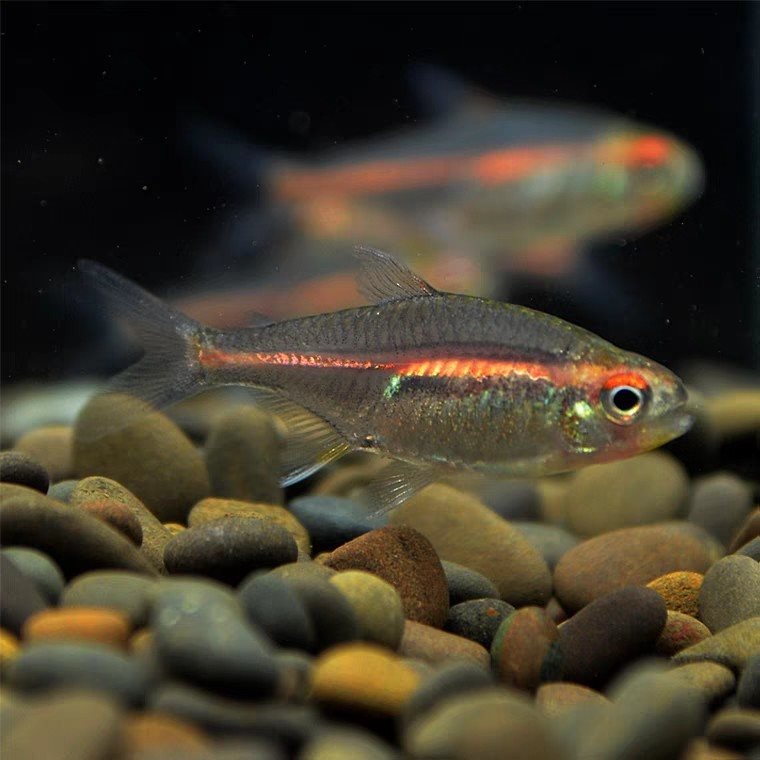 红光管鱼玻璃霓虹灯热带观赏鱼水草缸热带群游小型红灯管灯鱼活体