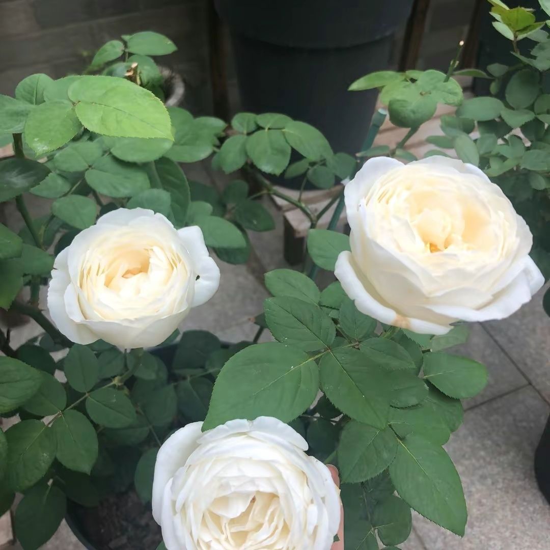 伊芙婚礼之路白色月季四季大花浓香盆栽阳台客厅庭院观赏花卉