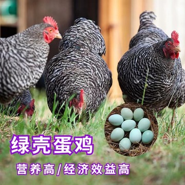 纯种芦花鸡活苗半大芦花鸡苗黑白芦花脱温苗活物高产下蛋鸡小鸡活