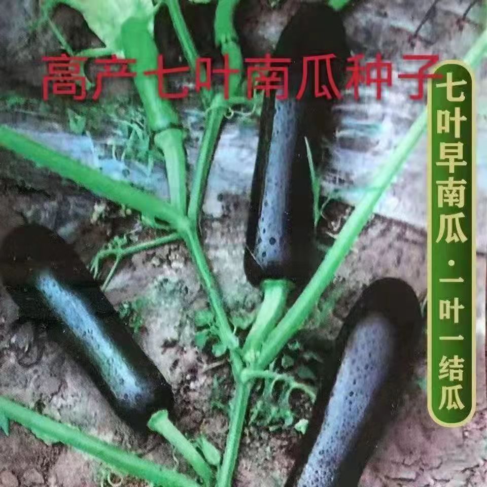 早熟墨宝南瓜种子一叶一瓜小南瓜种籽老嫩两用一代杂交蔬菜种籽子