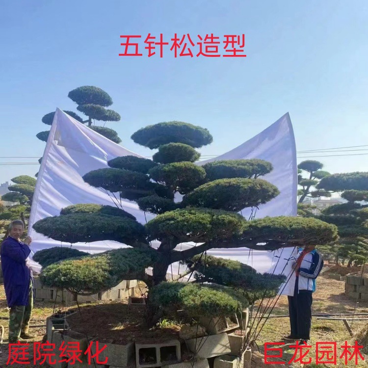 五针松 大阪松 五针松盆景 日本短针大阪松原生树苗嫁接苗
