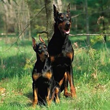 迷你宾莎(迷你杜宾)cku犬舍,小诺出品,必出精品!_阿里巴巴找货神器