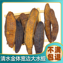 正品特级吊干无盐水蛭全清水蛭中药材宽体金边干水蛭