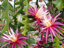 Azalea potted plant with budsLarge-leafed AzaleasA beauty跨