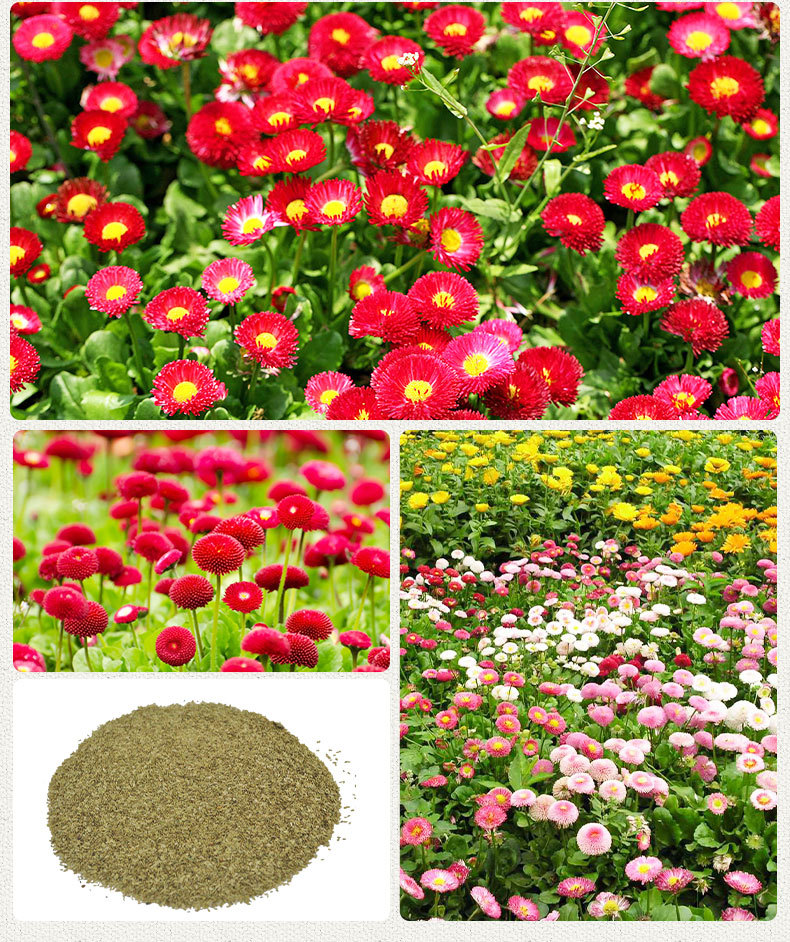 生态公园雏菊花卉种子 院子花园阳台绿植盆栽 四季种植花种子批发