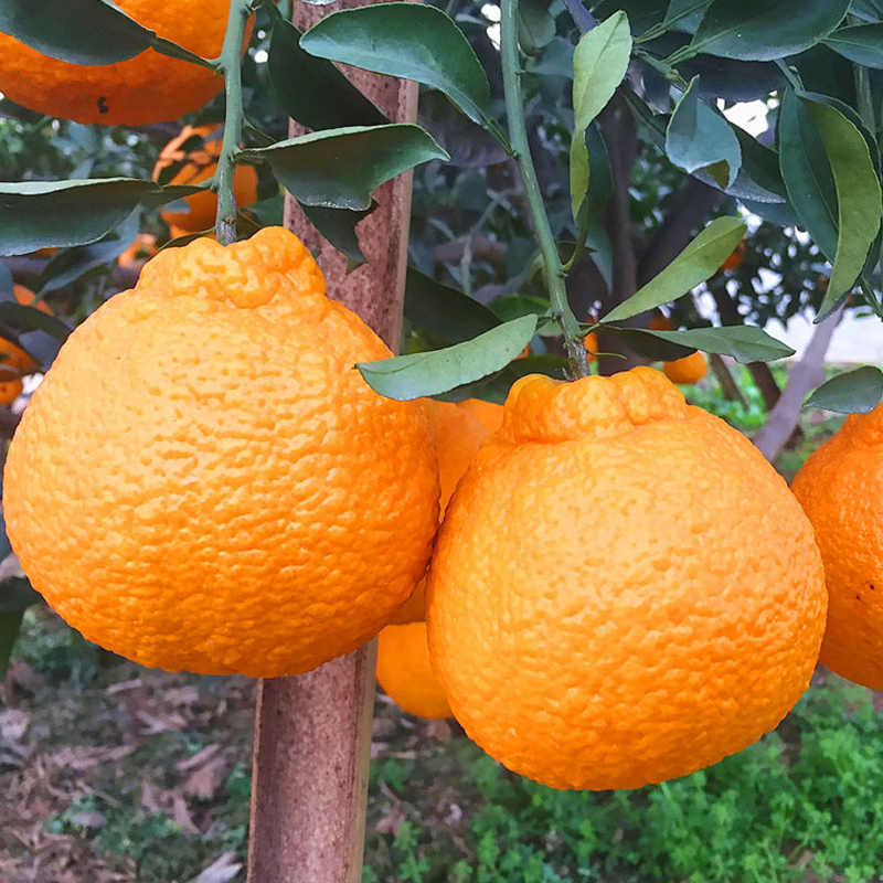 四川不知火丑橘当季新鲜水果整箱8斤礼盒装大果柑橘桔子 直播