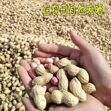 农家自种新鲜晒干薄壳原味粉红皮花生米厂家现货批发带壳生花生