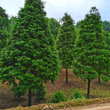 基地批发中国南方红豆杉树苗风景绿化树经济造林苗高档别墅庭院绿