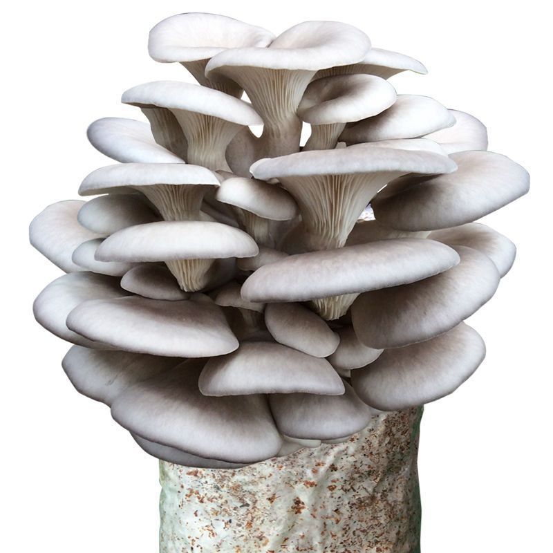 平菇菌种家庭有机蘑菇种植包菌包香菇秀珍菇种子食用菌出菇包跨境