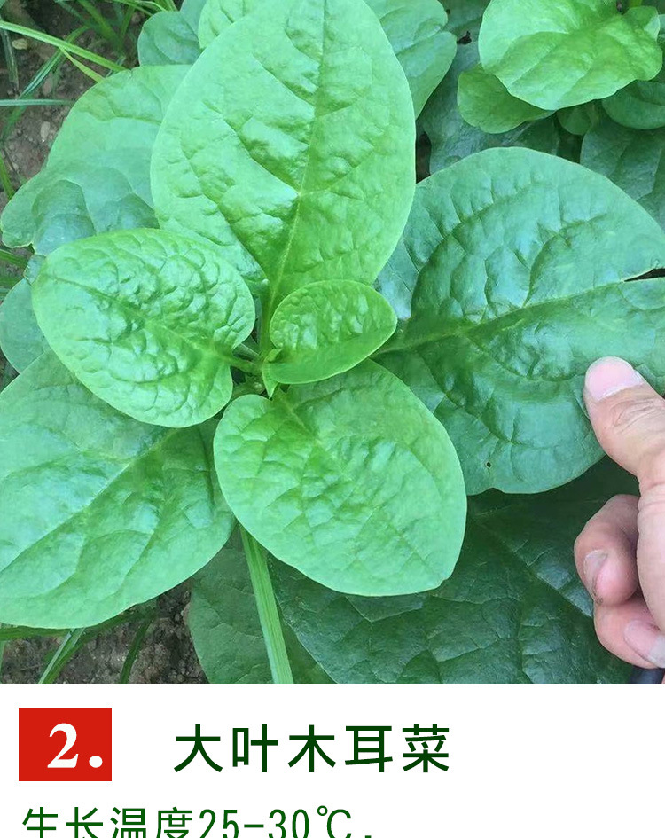 大叶木耳菜种子 农田菜地种植叶片肥厚大叶木耳菜