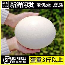 鸵鸟蛋特大新鲜鸸鹋蛋食用蛋大号不受精五月端午节跨境速卖通批发