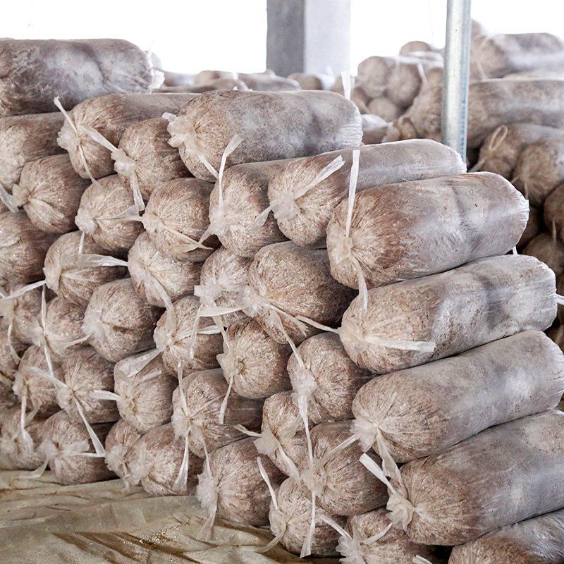 4成交2062个平菇菌种批发买1发3蘑菇种植包菌包菌菇食用菌菇家庭菌棒