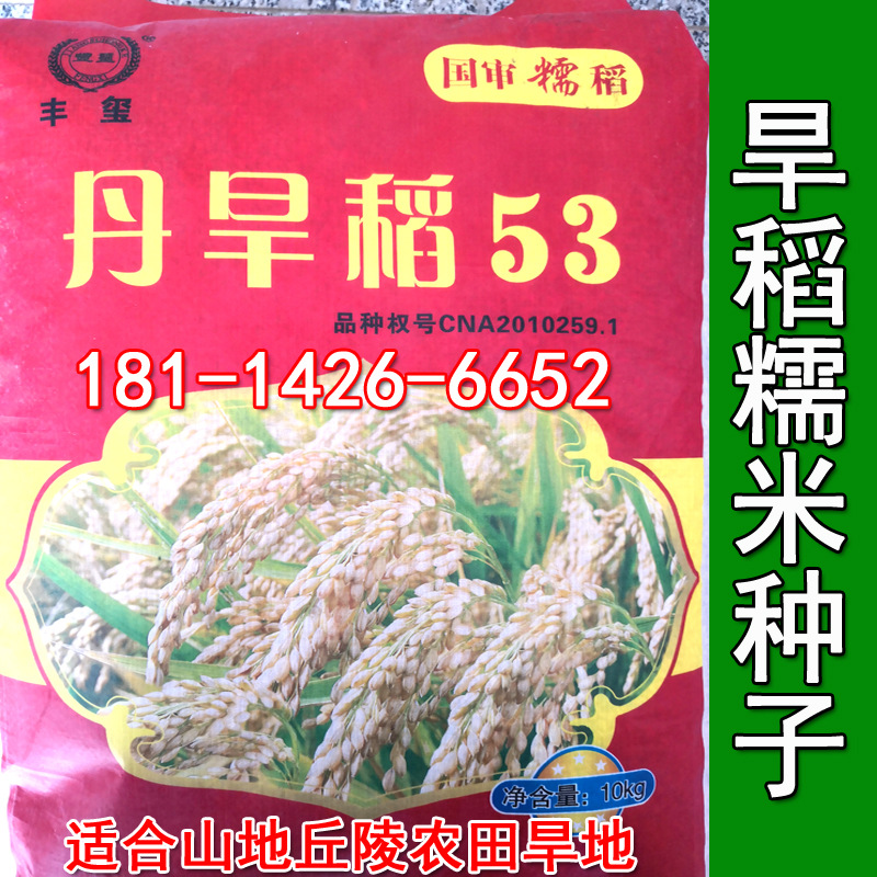 旱稻种子郑旱10号9号水稻种子稻谷种子香米籼米糯稻常规粳稻种子