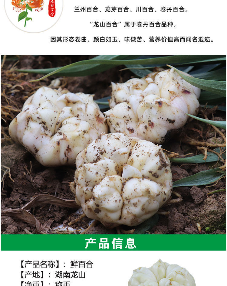 新鲜龙山百合食用功效药食同源百合现挖无硫微苦农家白合5斤