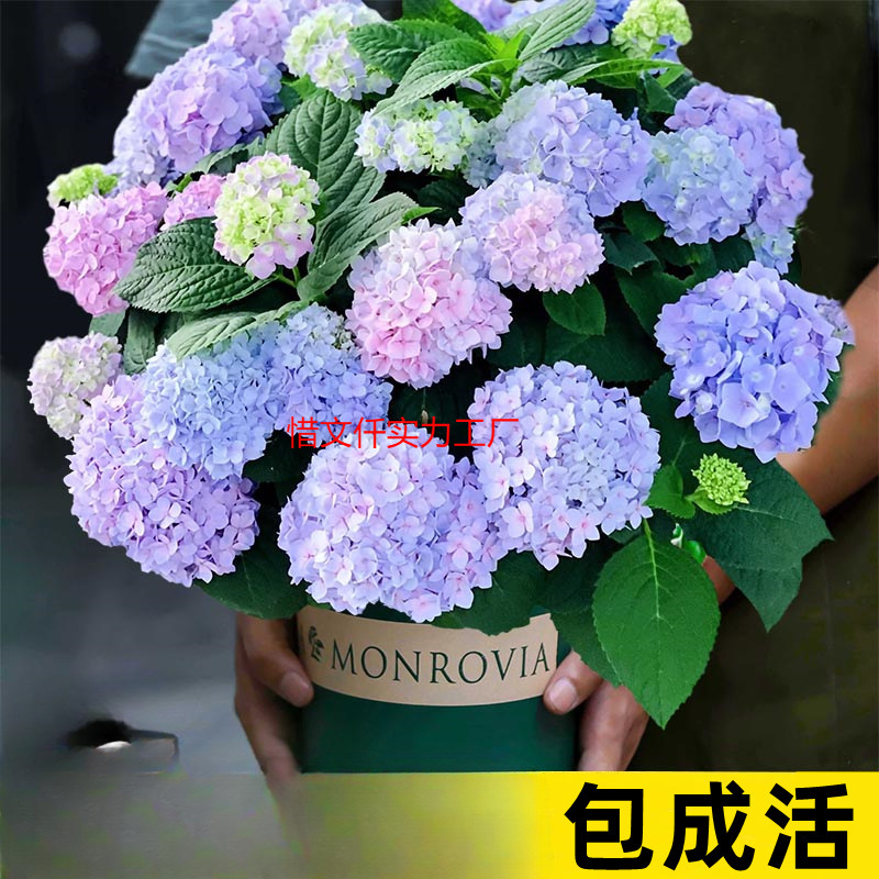 绣球花苗无尽夏绣球花大花盆栽阳台庭院室内花好养的开花花卉植物