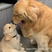 纯种赛级拉布拉多幼犬70天,疫苗齐全,带芯片出生纸!_阿里巴巴找货神器