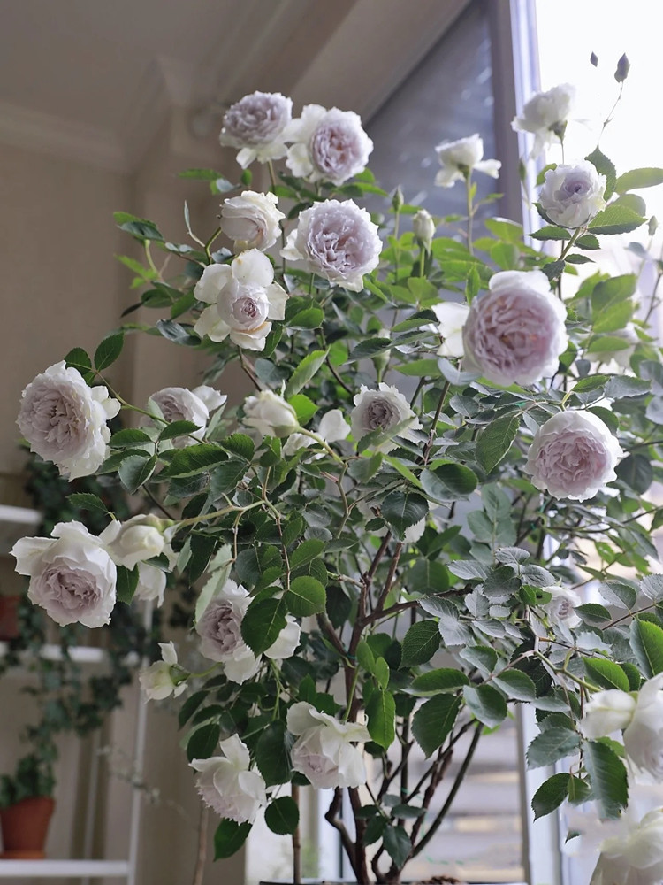 加百列大天使灌木月季花苗多季特大花浓香花卉阳台庭院玫瑰花盆栽