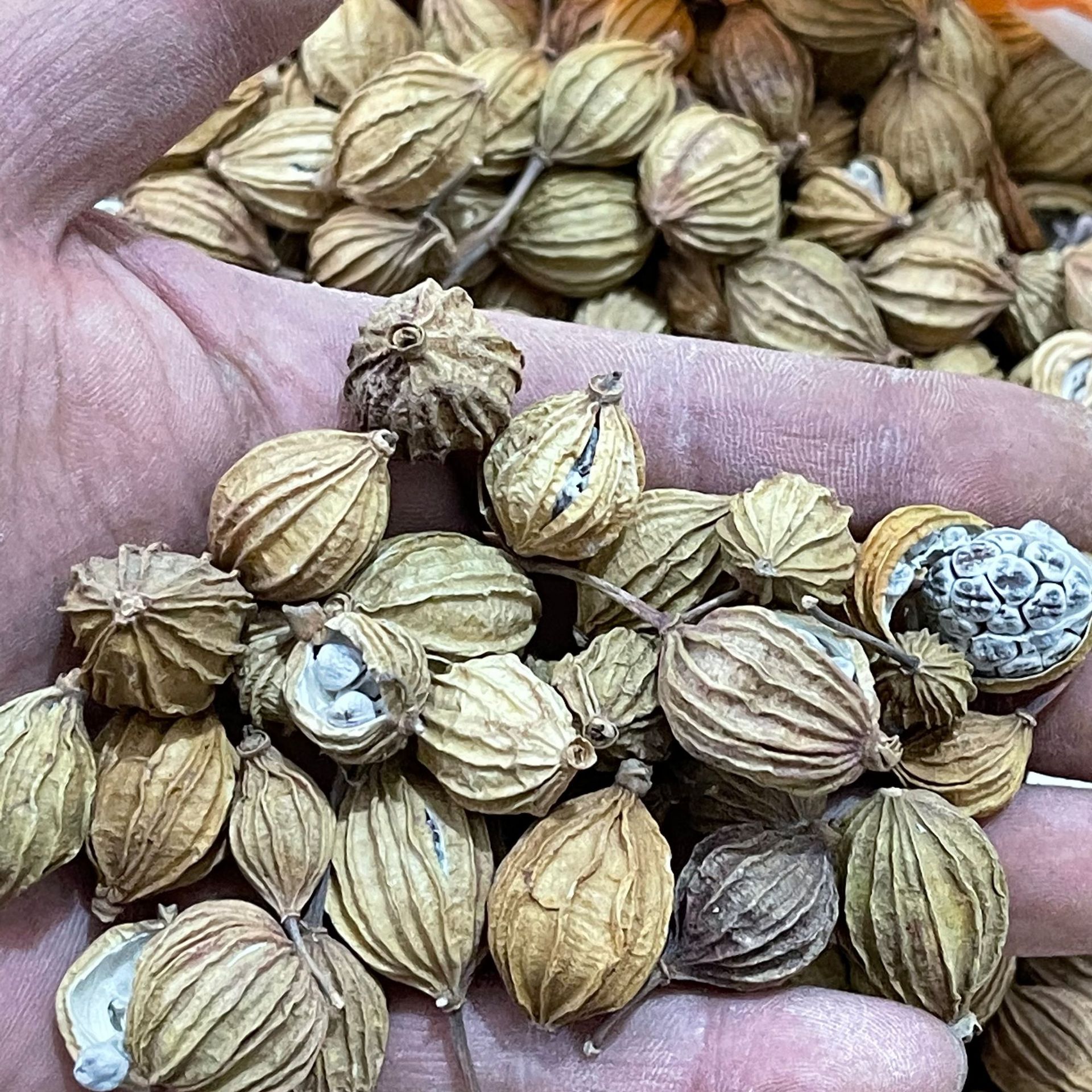 批发中药材香料 香砂 香砂仁 实物拍摄香砂