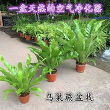 狼尾蕨类植物合集室内耐阴盆栽鸟巢蕨波斯顿铁线蕨绿植墙苗桌面