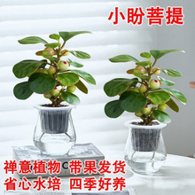 小盼菩提树盆栽带果发货室内客厅水培植物办公室桌面禅意绿植花卉