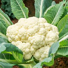有机花菜种子散花青梗白色有机花椰菜高产耐寒耐湿易种花菜种子