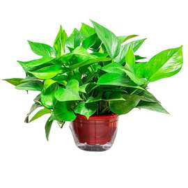 【植物玉萝】-植物玉萝厂家,品牌,图片,热帖-阿里巴巴