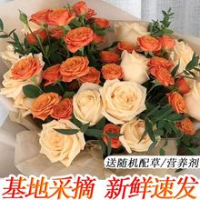 玫瑰花批发香槟玫瑰花束直发采发新鲜大花苞办公室水养玫瑰真花