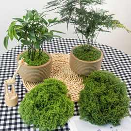 仿真diy丝状苔藓草坪 青苔造景盆栽铺面假山布置人造假苔藓丝