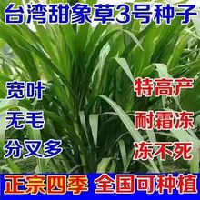 无毛耐寒甜象草3号牧草种子多年生四季常青高产养猪牛羊鱼像草籽