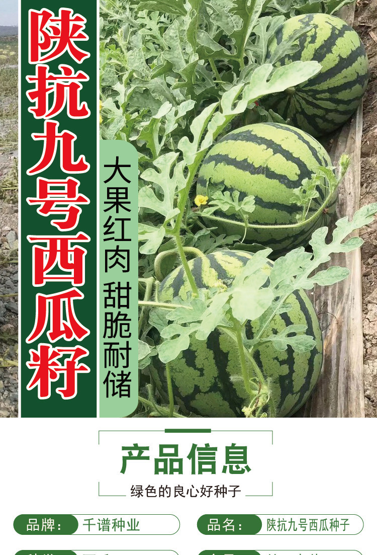 千普陕抗九号西瓜种子大红瓤花皮薄皮西瓜种籽农田菜园西瓜籽批发