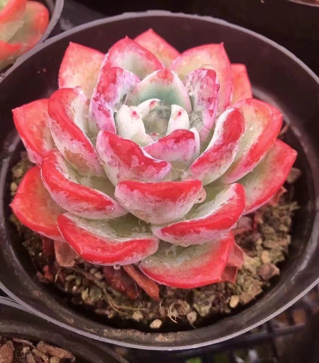 橙c云南多肉直播4号冰玉 轰动 新手多肉植物绿植花卉室外盆栽组合