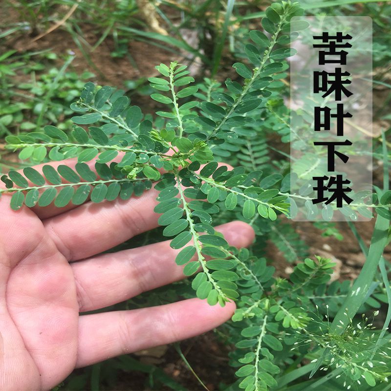 苦味叶下珠 龙珠草阴阳草 假油甘 珍珠草珠仔草,油甘草5