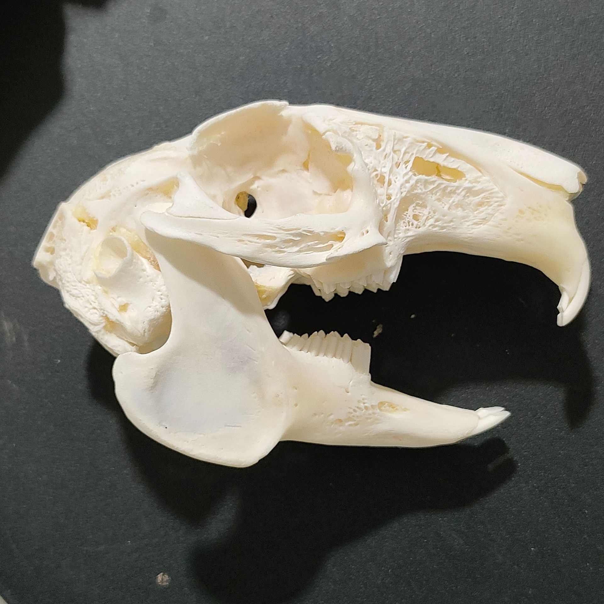 兔子头骨标本 兔头骨 幼教,中小学生物教学标本 实验