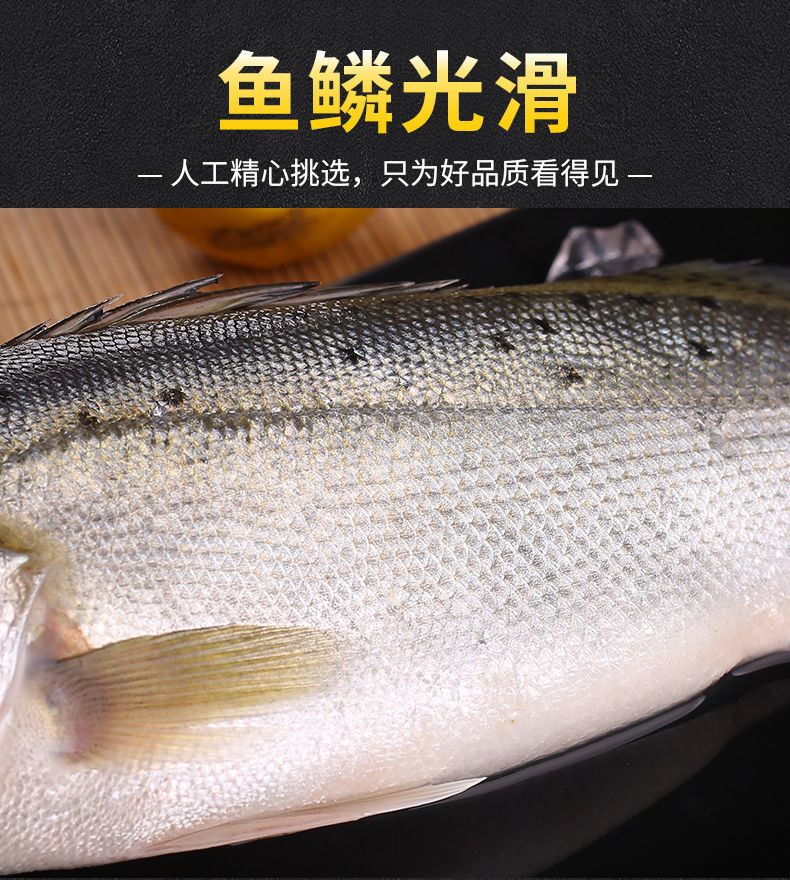 海捕新鲜大鲈鱼鲜活花鲈鱼寨花鱼鲈板鱼鲈鱼海鱼冰鲜生鲜海鲜水产